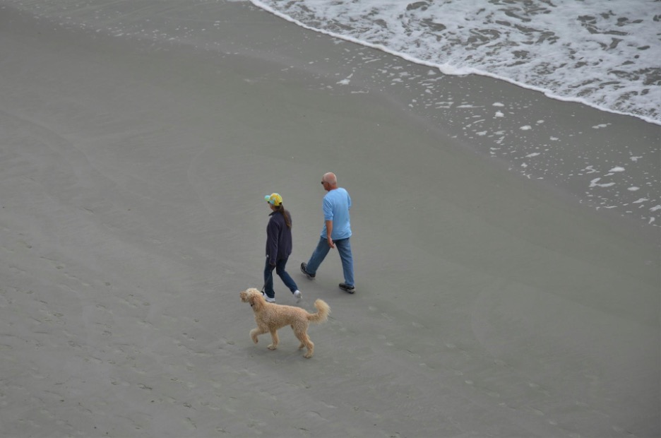 An aerial shot of a couple walking on the beach with their dog.